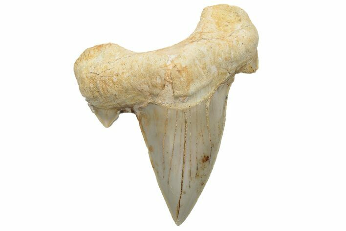 Fossil Shark Tooth (Otodus) - Morocco #226888
